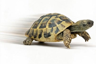 A turtle speeding forward with motion blur