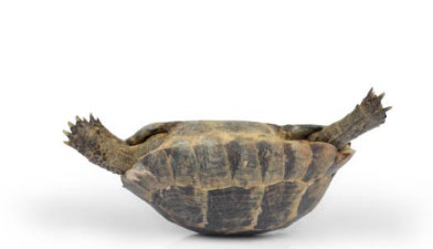 A turtle flipped over on its back